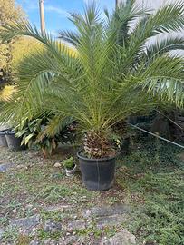 Pianta phoenix