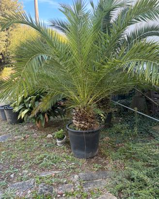 Pianta phoenix
