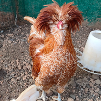 Gallo padovana camoscio orlo bianco