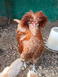 Gallo padovana camoscio orlo bianco