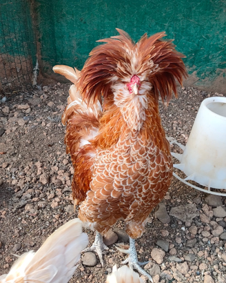 Gallo padovana camoscio orlo bianco