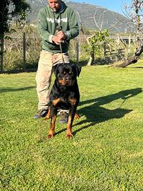 Rottweiler per monta