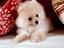 Immagine 29