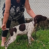 Femmina kurzhaar 16 mesi