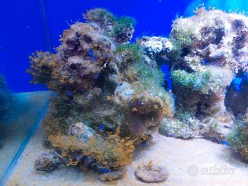 ROCCE MARINE CON CORALLI