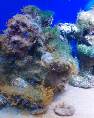 ROCCE MARINE CON CORALLI