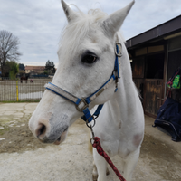 Cavallo italiano maschio