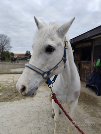 Cavallo italiano maschio