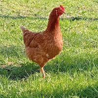 Galline rosse ovaiole