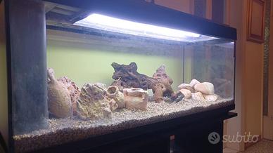 Acquario
