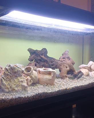 Acquario