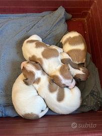 Ultimi due cuccioli Jack Russell