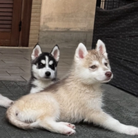 Siberian husky cuccioli