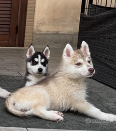 Siberian husky cuccioli