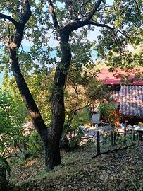 Casetta sul mare casalvelino/pioppi