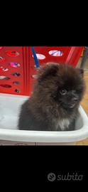 Volpino pomerania disponibile per accoppiamento