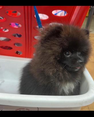 Volpino pomerania disponibile per accoppiamento