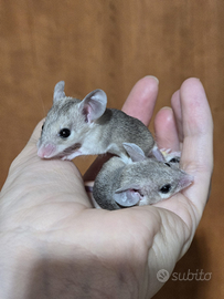Topi spinosi dimidiatus