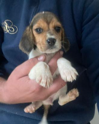 Stupenda beagle