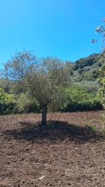 Splendido terreno