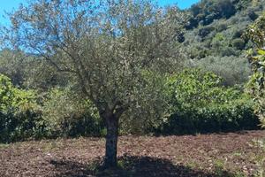 Splendido terreno