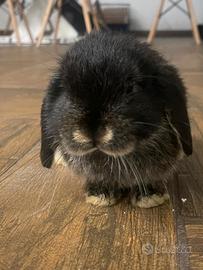 Coniglio ariete minilop