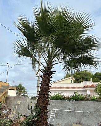 Palma tipo Washington