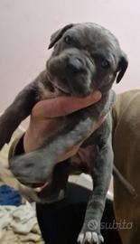 Cuccioli di Cane Corso