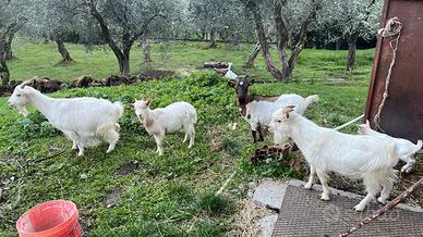 Capre e pecore