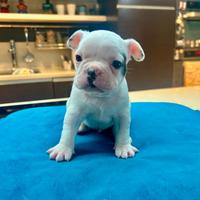 Cuccioli bulldog francesi