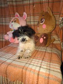 Cucciola di barboncino toy