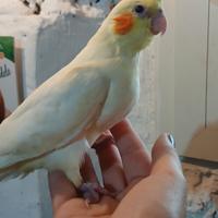 Calopsite allevate a mano