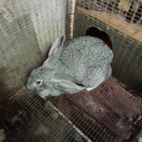 Conigli maschio e femmina da allevamento