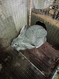 Conigli maschio e femmina da allevamento