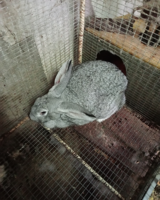 Conigli maschio e femmina da allevamento