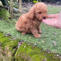 Cucciolo di barboncino nano