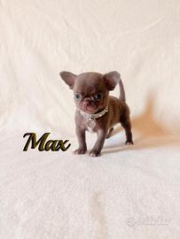 Chihuahua maschio con pedigree enci
