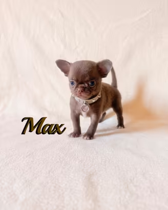 Chihuahua maschio con pedigree enci