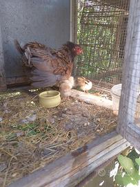 mamma chioccia 
