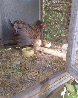 mamma chioccia 