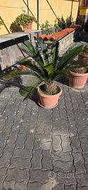 cicas cycas 