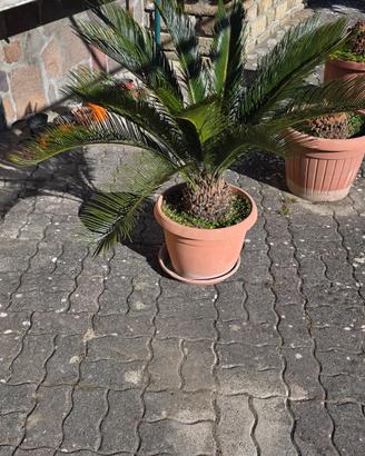 cicas cycas 