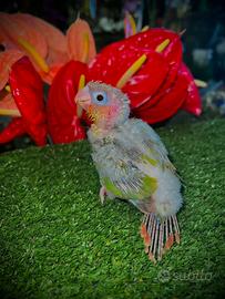 Pulli di varie specie