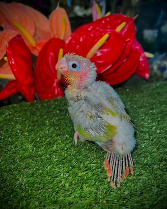 Pulli di varie specie