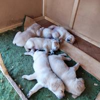 Labrador Retriever originali miele