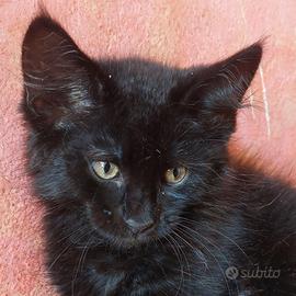Cucciolo Maine Coon Black