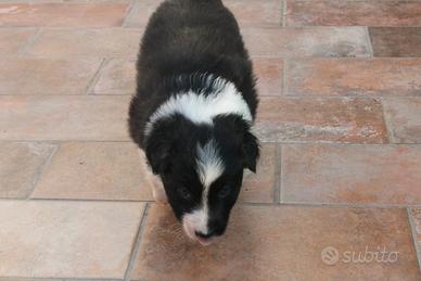 Femmina Border Collie