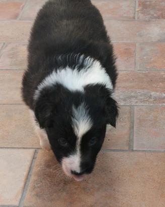 Femmina Border Collie