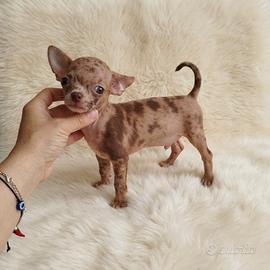 Chihuahua Toy choco merle occhi verdi