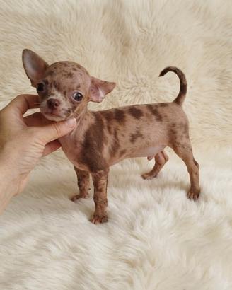 Chihuahua Toy choco merle occhi verdi